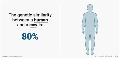 two primates are most genetically similar to humans